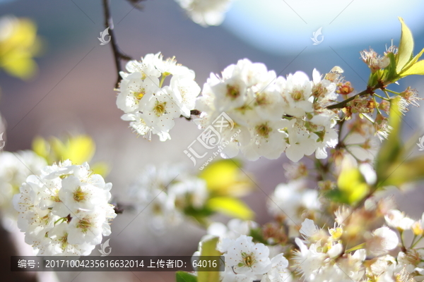 梨花