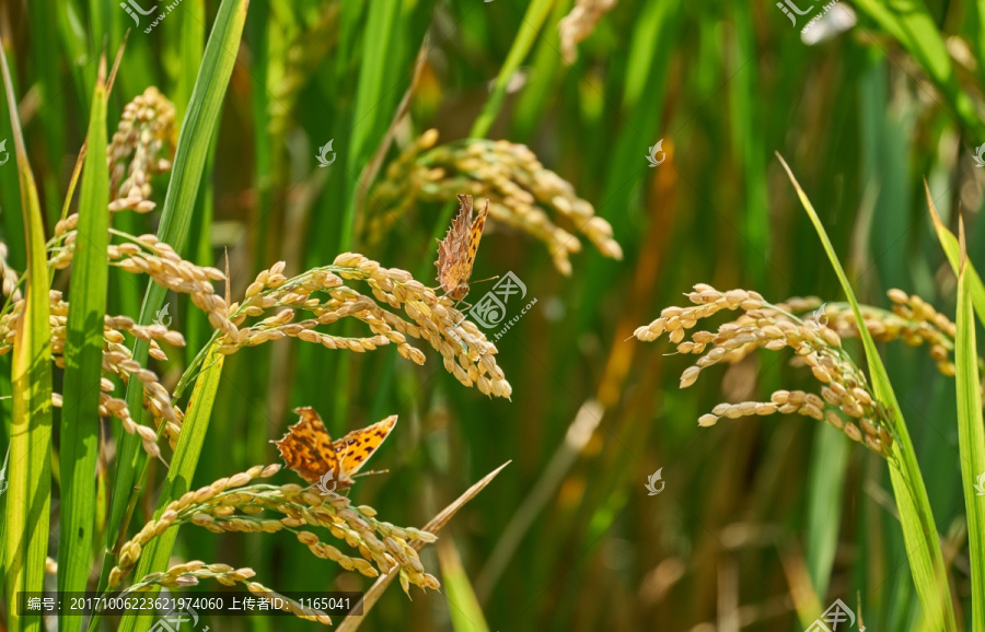 高清水稻,稻穗上的蝴蝶