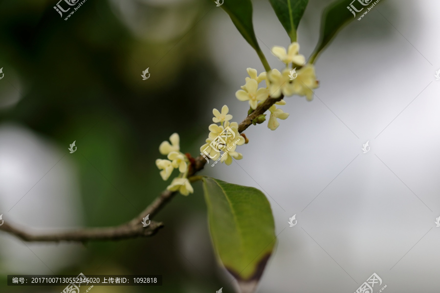 桂花特写