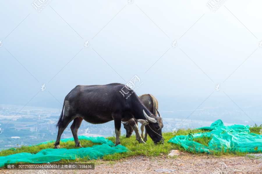 高山放牛吃草