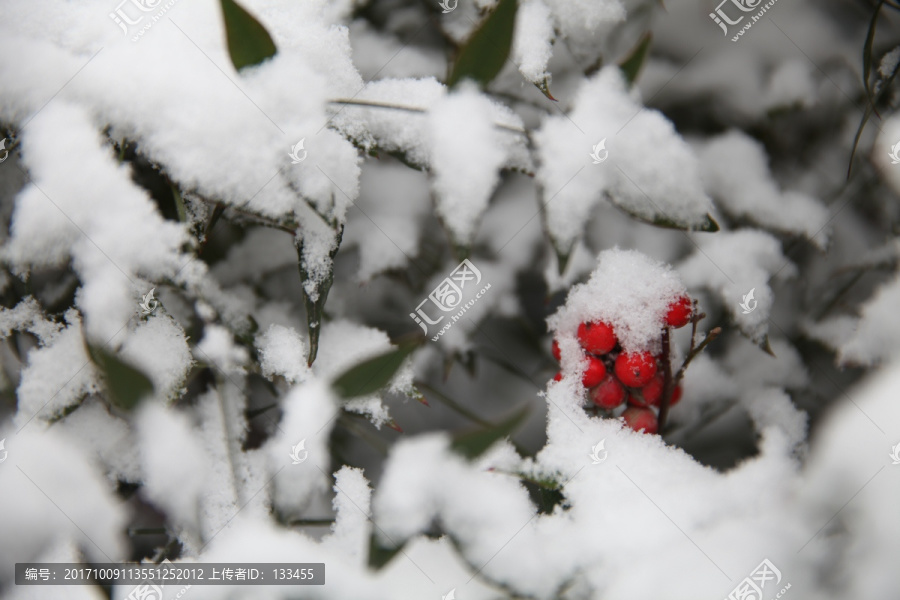 红豆积雪