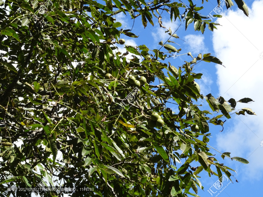 坚果,核桃,大山,核桃树,青