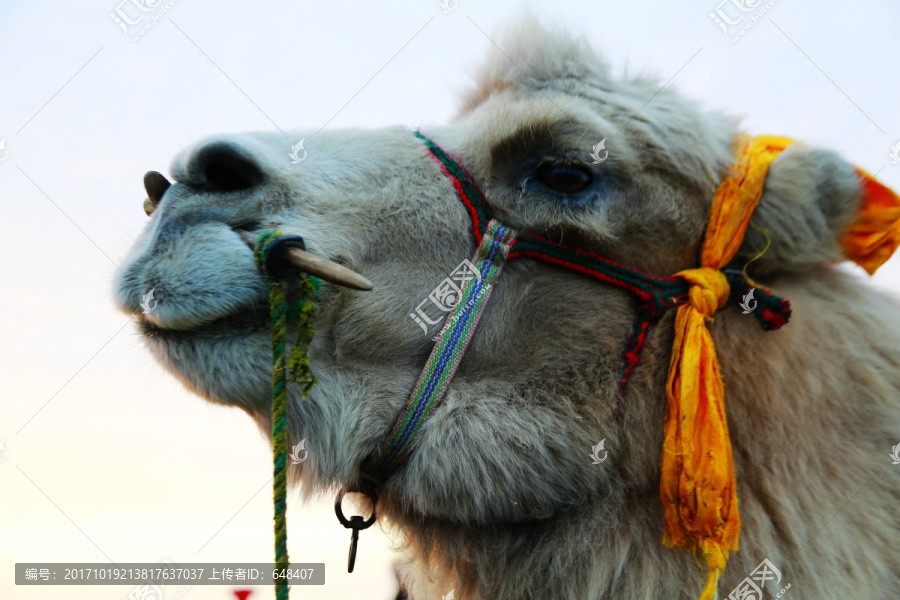 骆驼,丝绸之路,沙漠之舟,驼铃