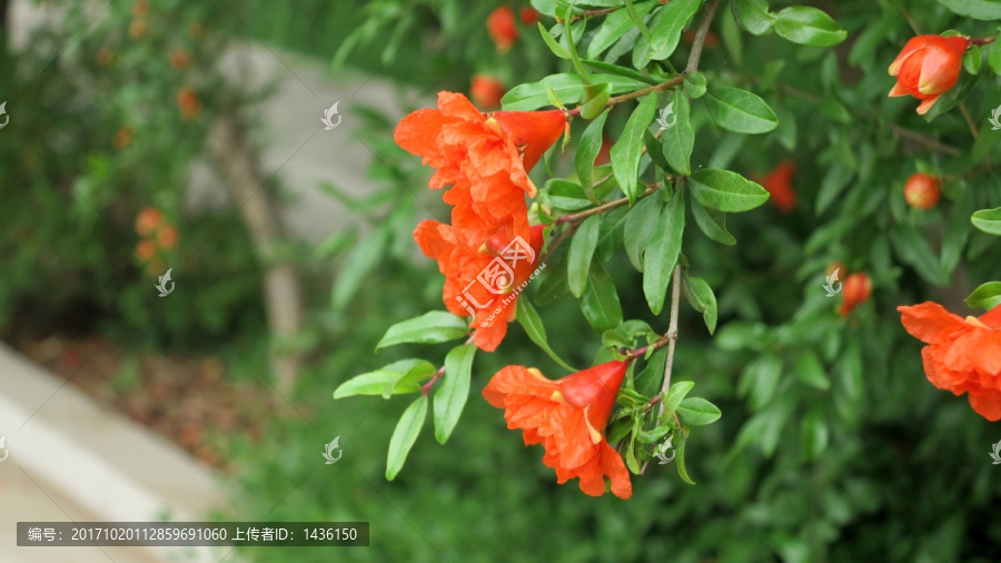 石榴花,石榴树