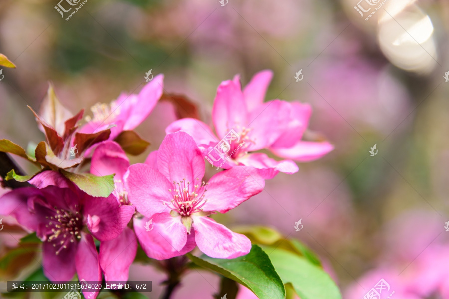 海棠花