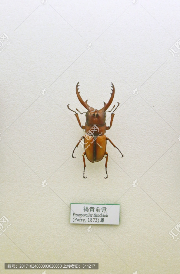 昆虫甲虫褐黄前锹标本