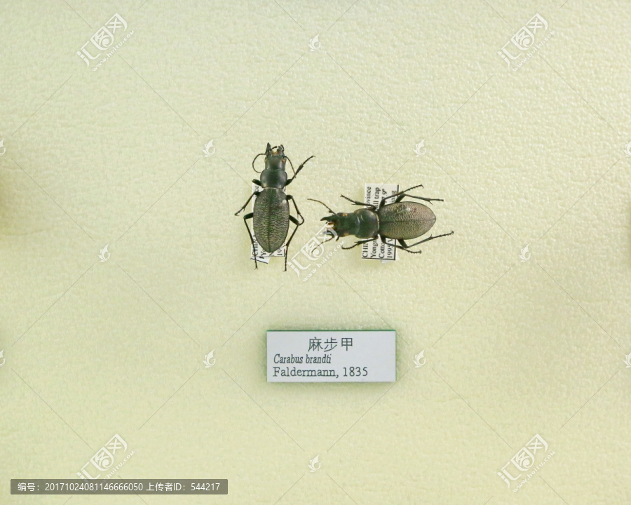 昆虫甲虫麻步甲标本
