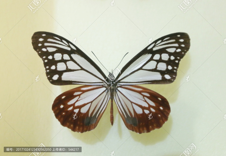 亚洲蝴蝶青斑蝶标本