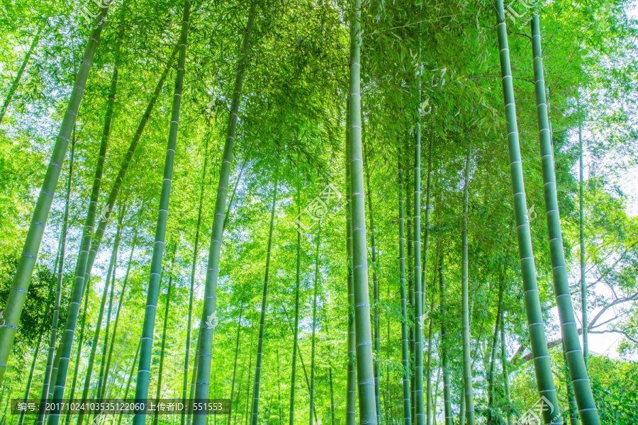 竹林,竹子