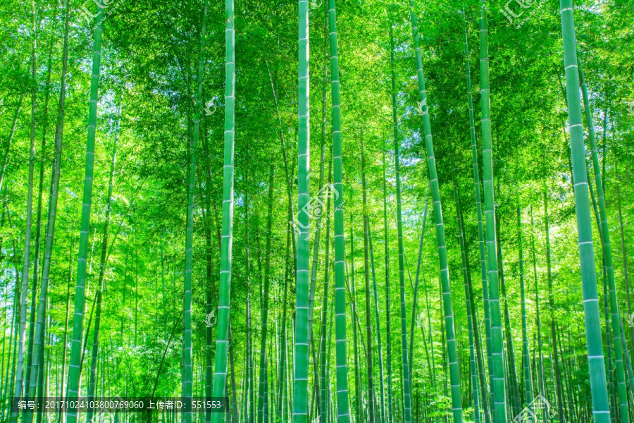 竹林,竹子