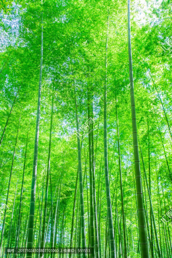 竹林,竹子