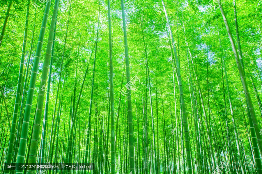 竹林,竹子