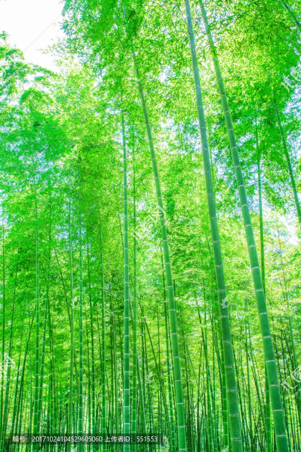竹林,竹子