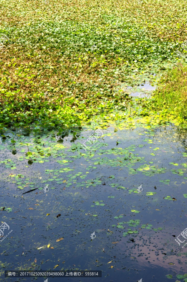 浮萍水草
