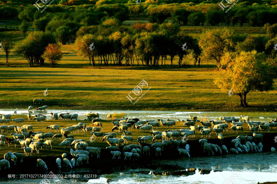 羊群湿地牧场傍晚