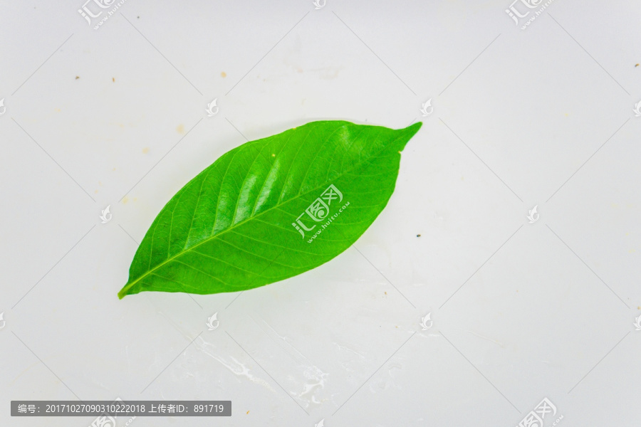 树叶,绿叶,高清