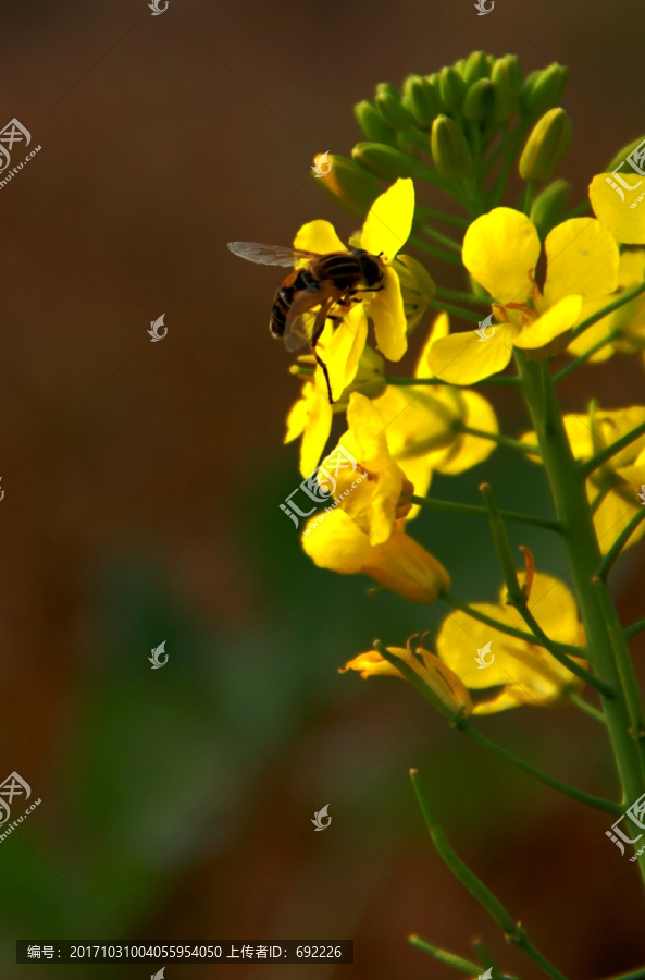 蜂花恋