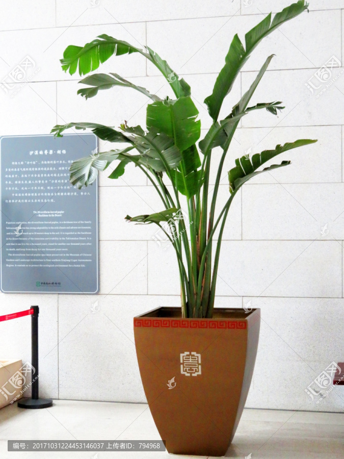 盆花