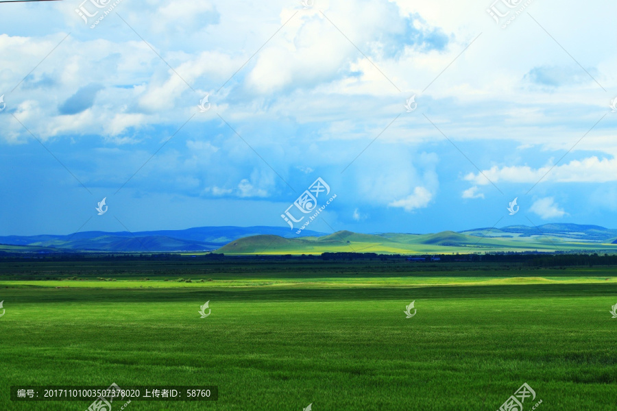 绿色的麦田风景