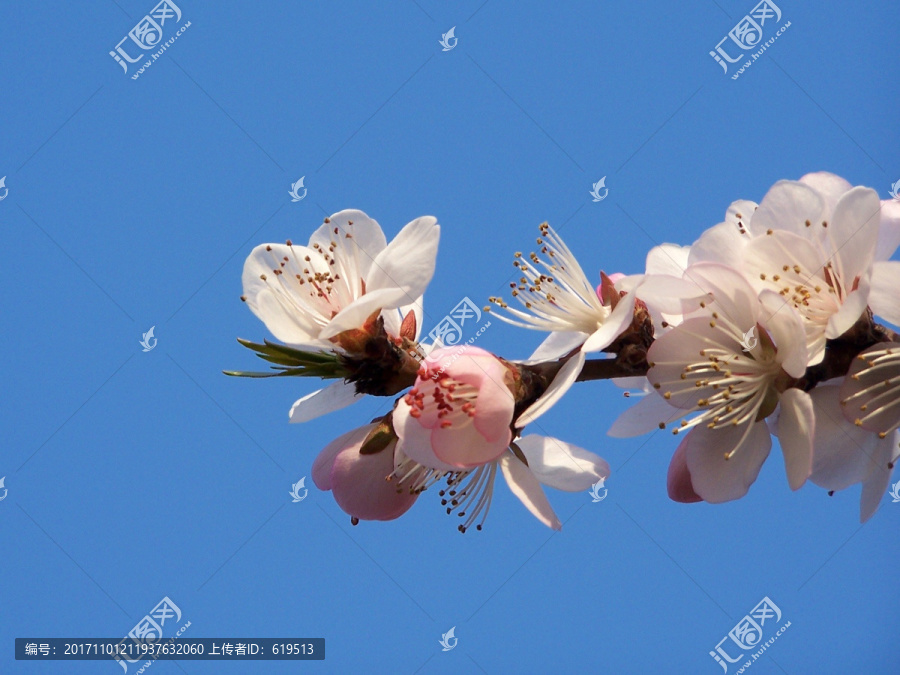 桃花,花枝,枝头,春天