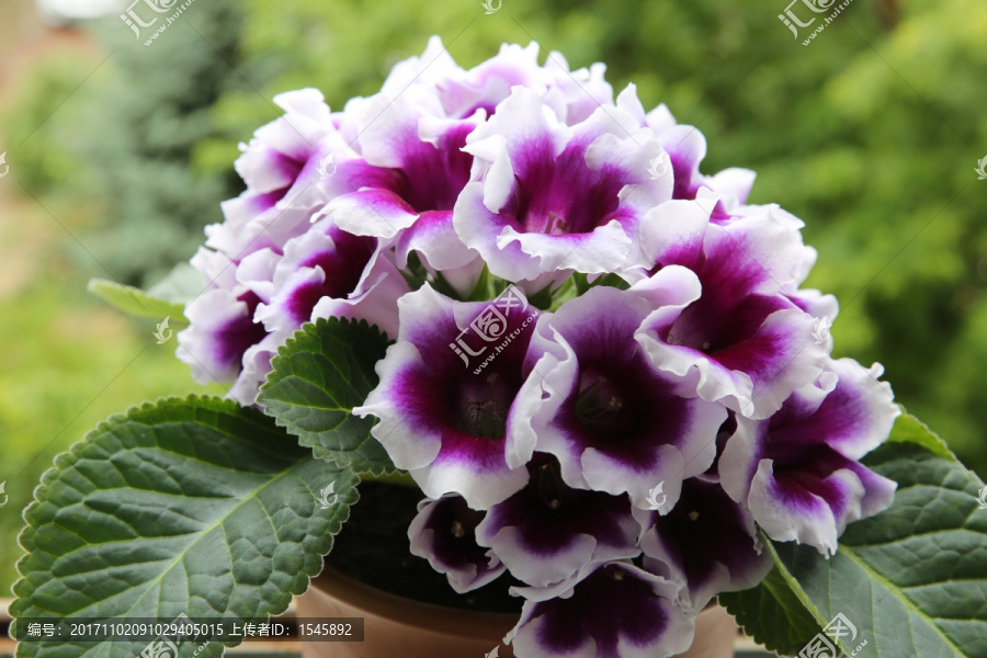 自养芙蓉花开时