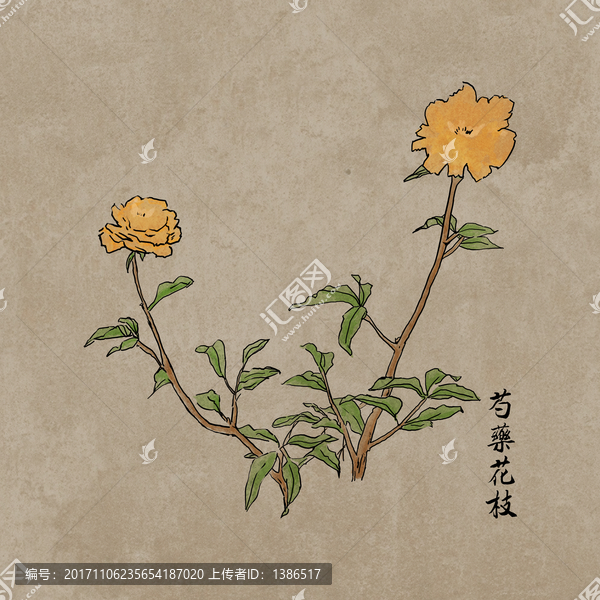 芍药花枝