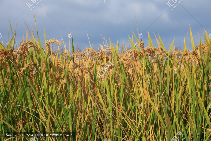 水稻,稻穗,稻田