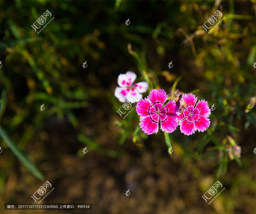 花海主题公园