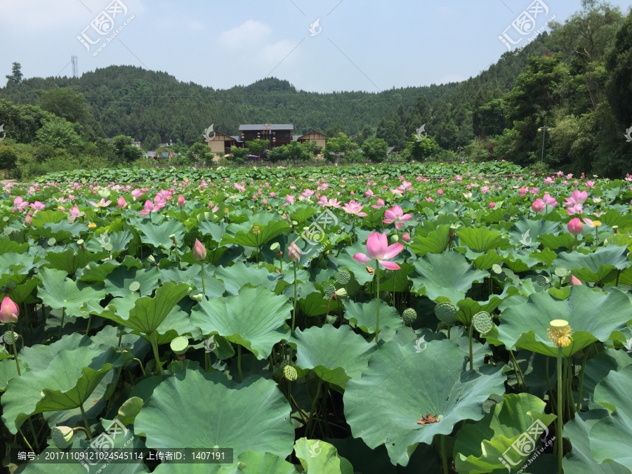 荷花池塘