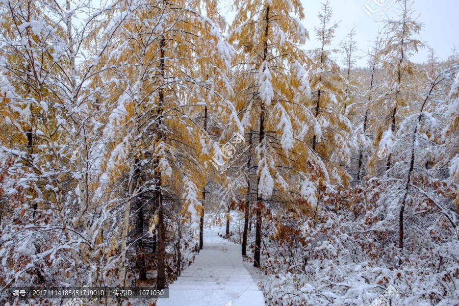 秋天瑞雪