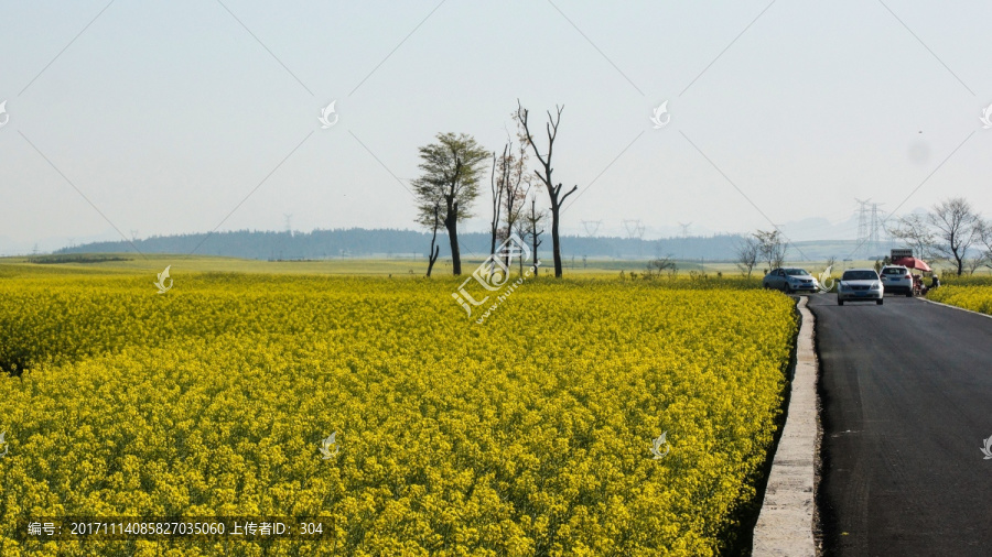 油菜花