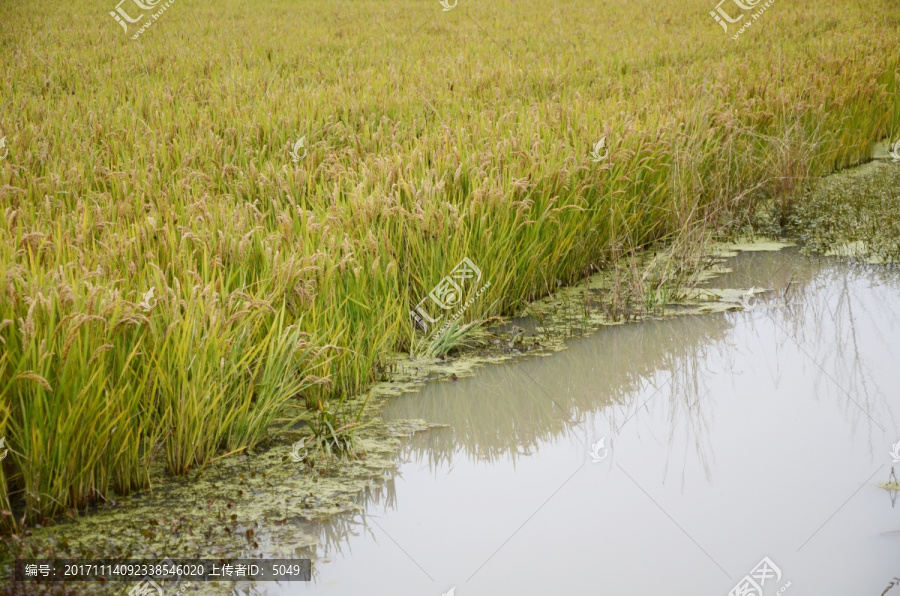 有机水稻田