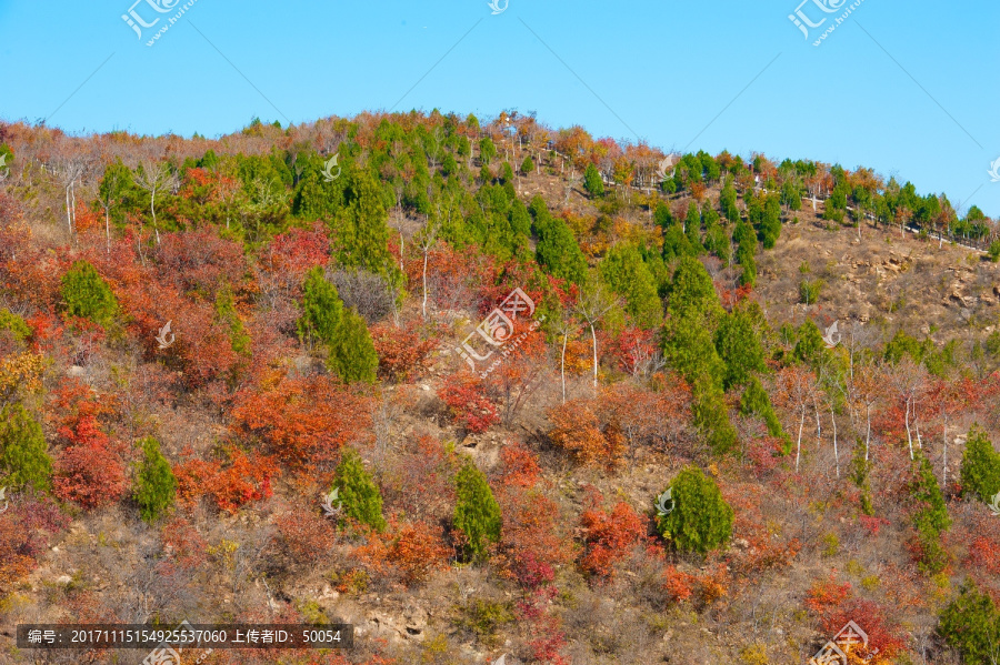 山野秋林