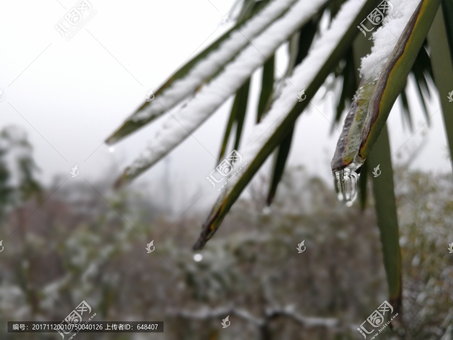 雪中的树叶,积雪的树叶,棕榈树