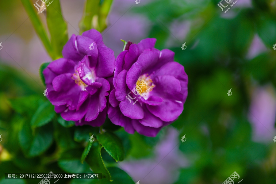 紫色花卉,紫色的花,蔷薇