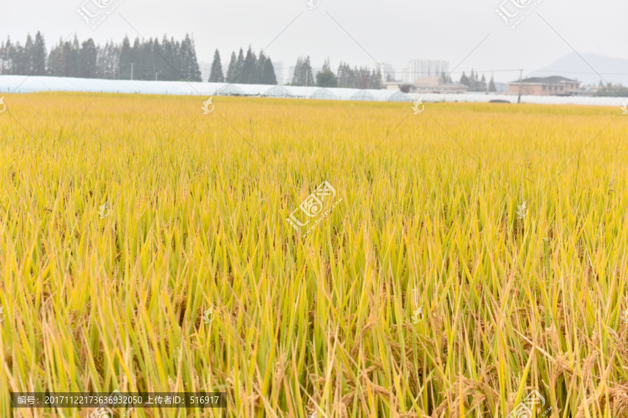 金黄色稻田,稻谷,稻田,水稻