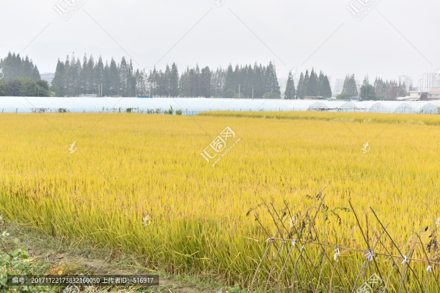 金黄色稻田,稻谷,稻田,水稻