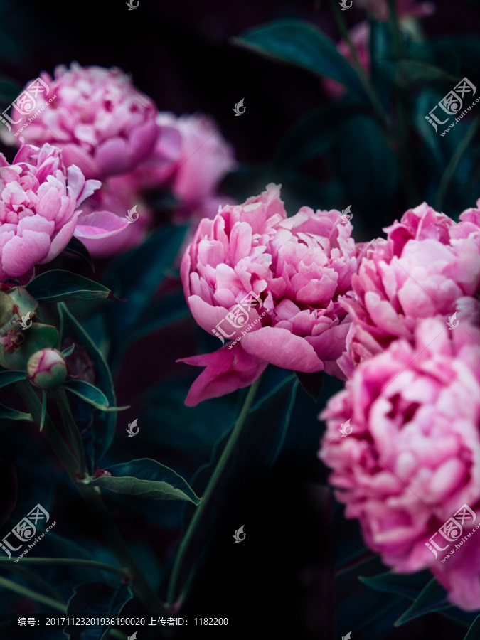 牡丹花