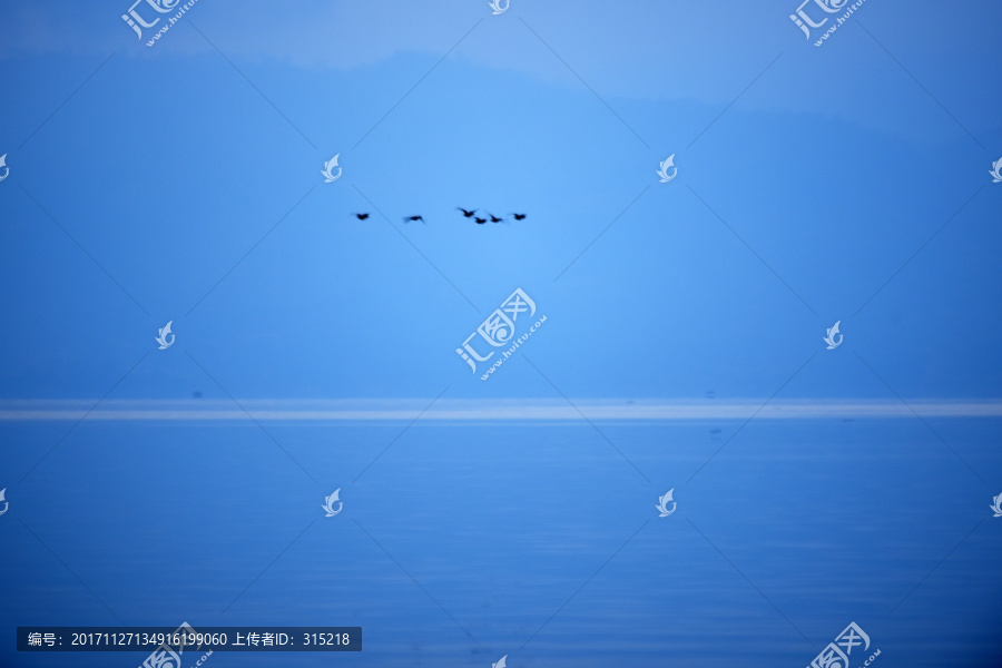湖泊,飞鸟