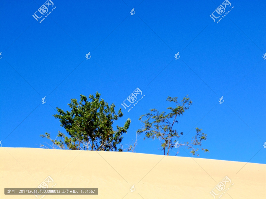 沙丘植物,沙丘