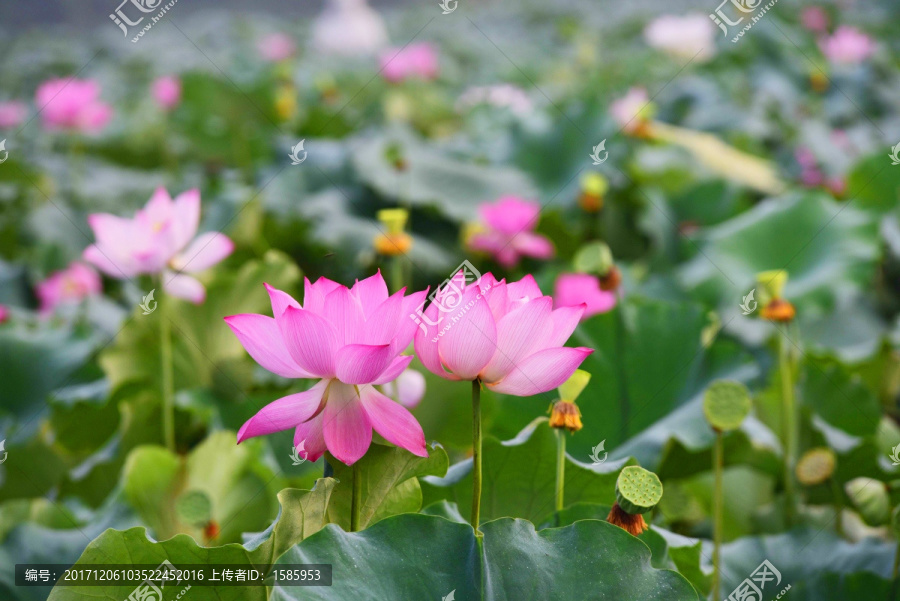 荷花姊妹