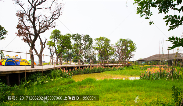 草丛,湿地,花艺