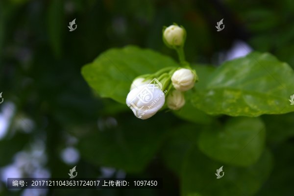 茉莉花