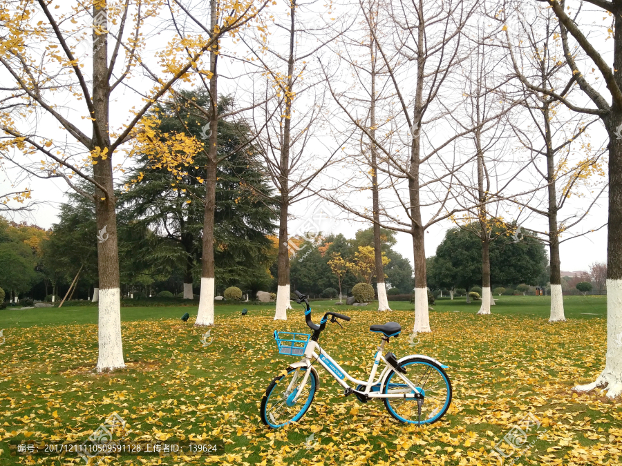 落叶与共享单车