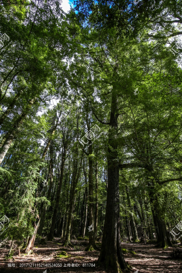 新西兰榉木林