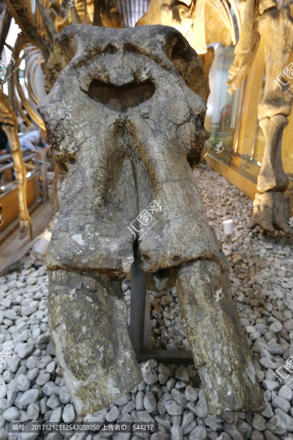 山西兽头骨的化石