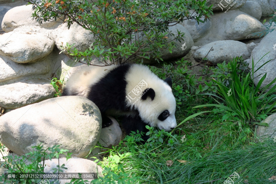 大熊猫,国宝