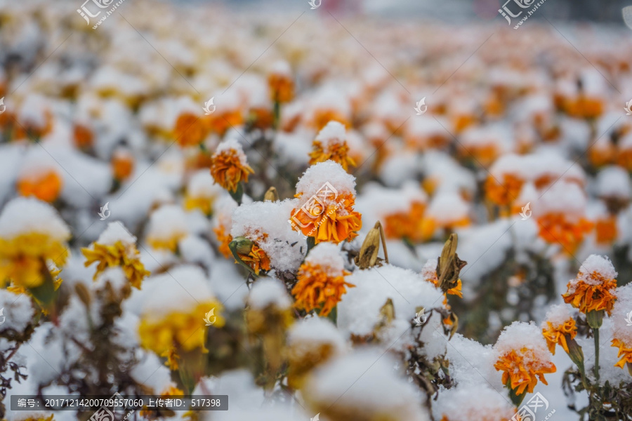 雪