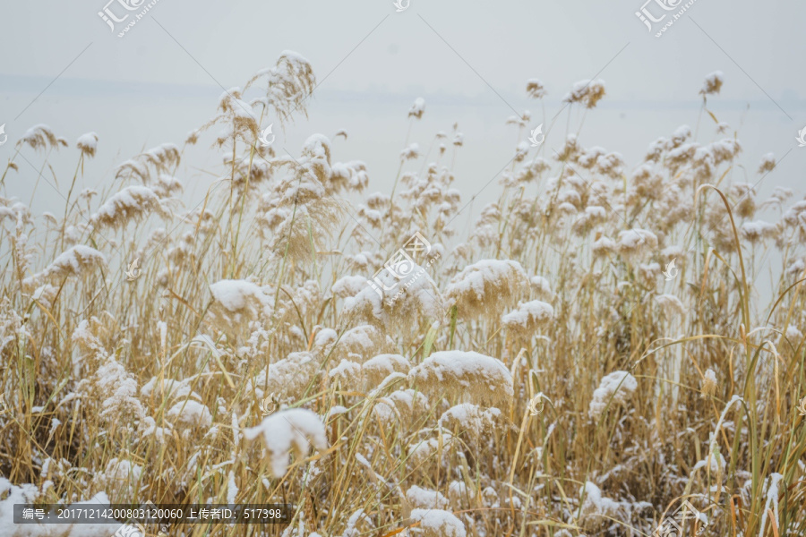 雪芦苇