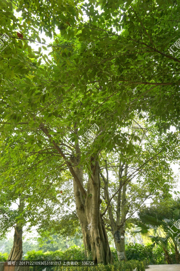 黄桷树,园林树种